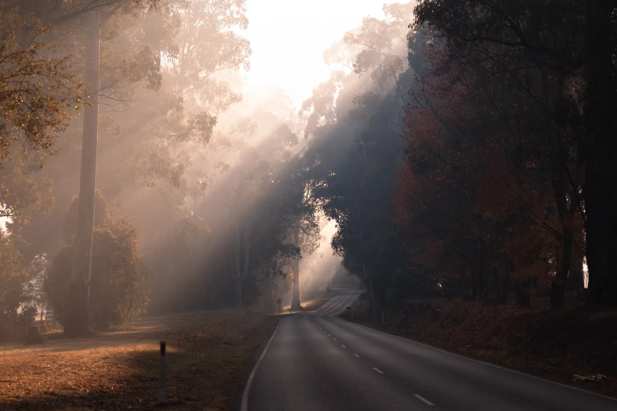 Scenic light through the trees near Marysville Victoria