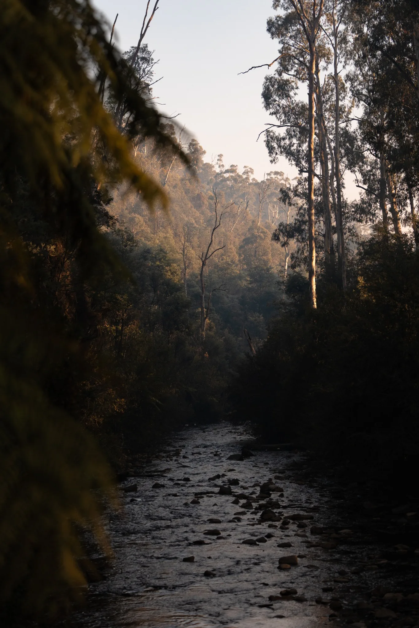 Creek through forest near Marysville Victoria