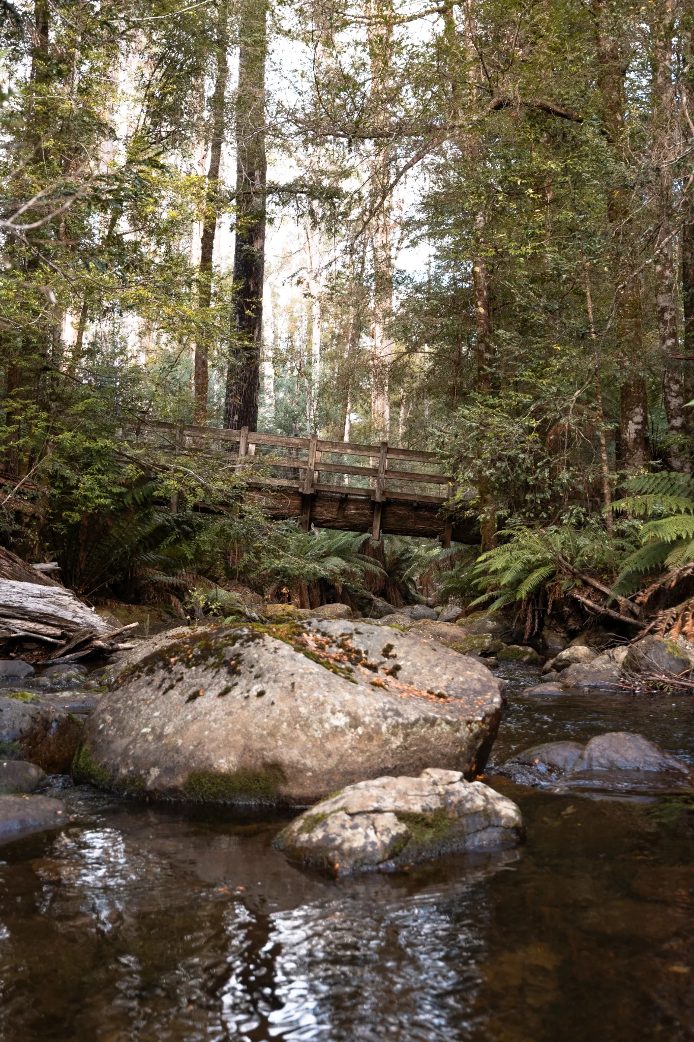 Forest bridge and stream in Marysville region