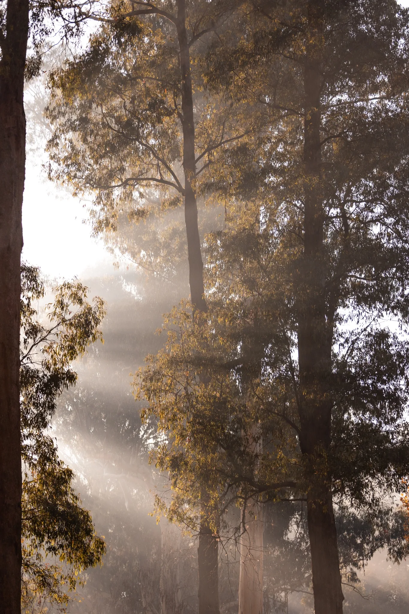 Misty forest light in Marysville Victoria