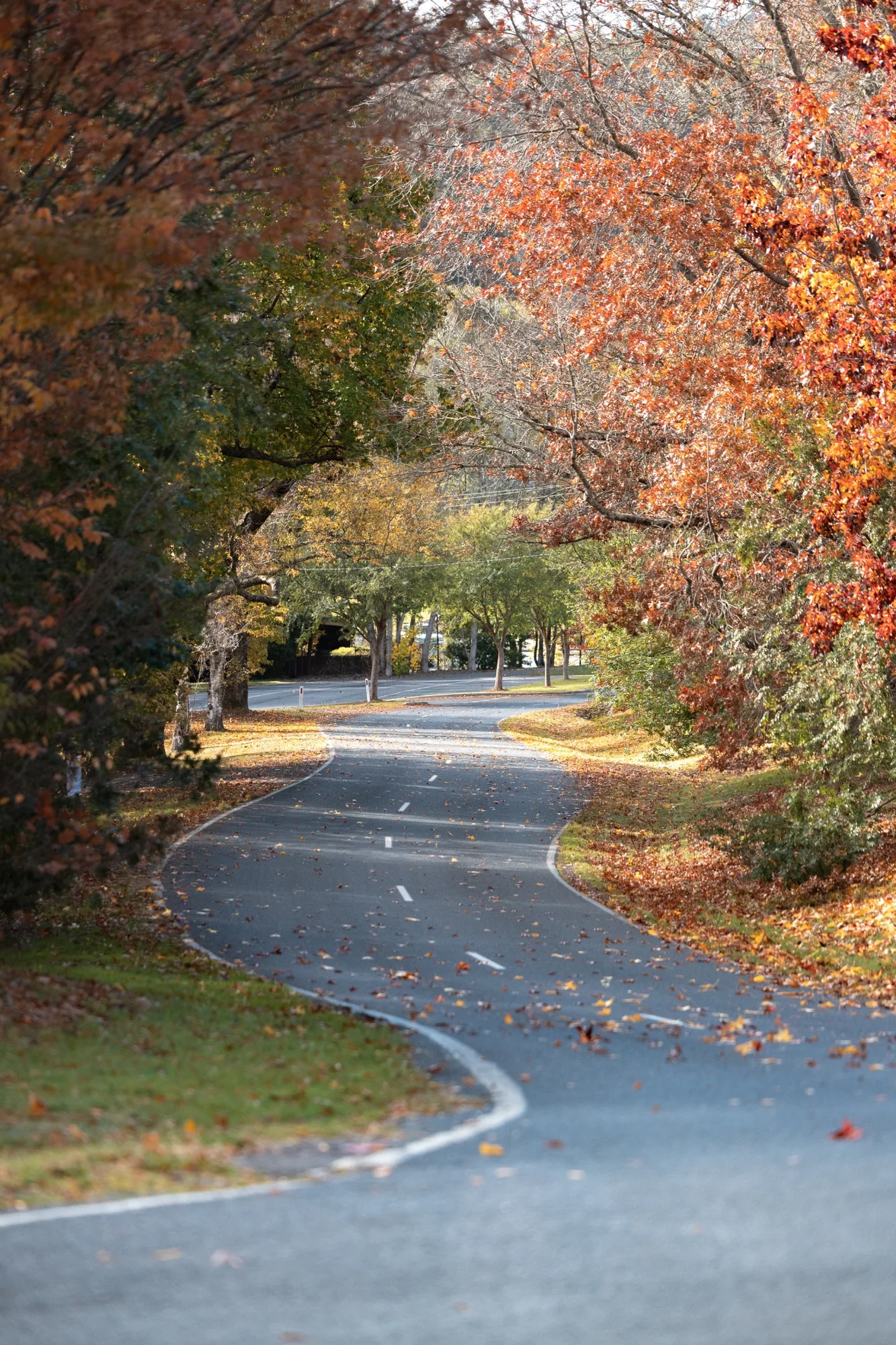 Scenic autumn road in Marysville Victoria