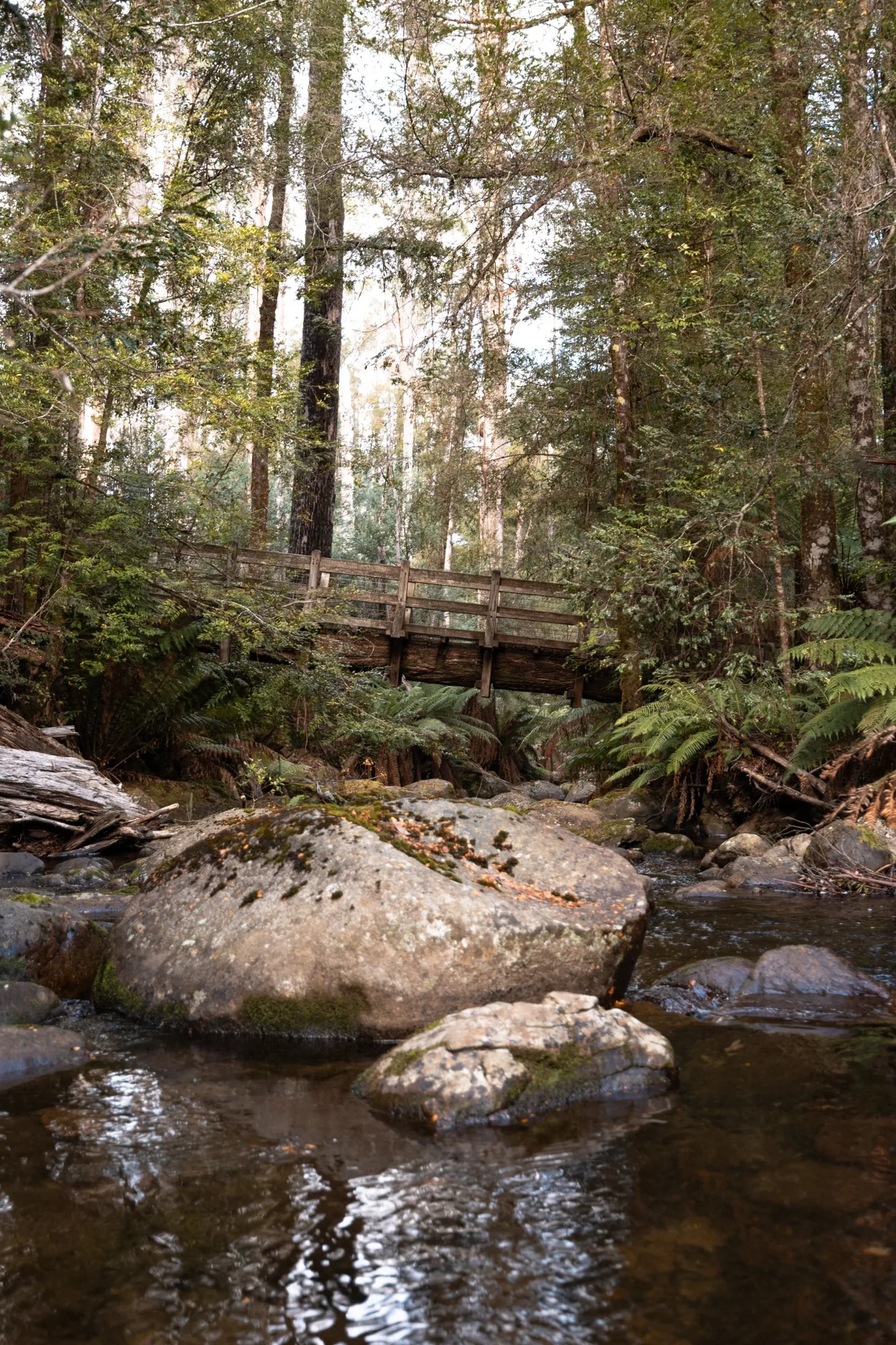 Forest bridge and creek near Marysville