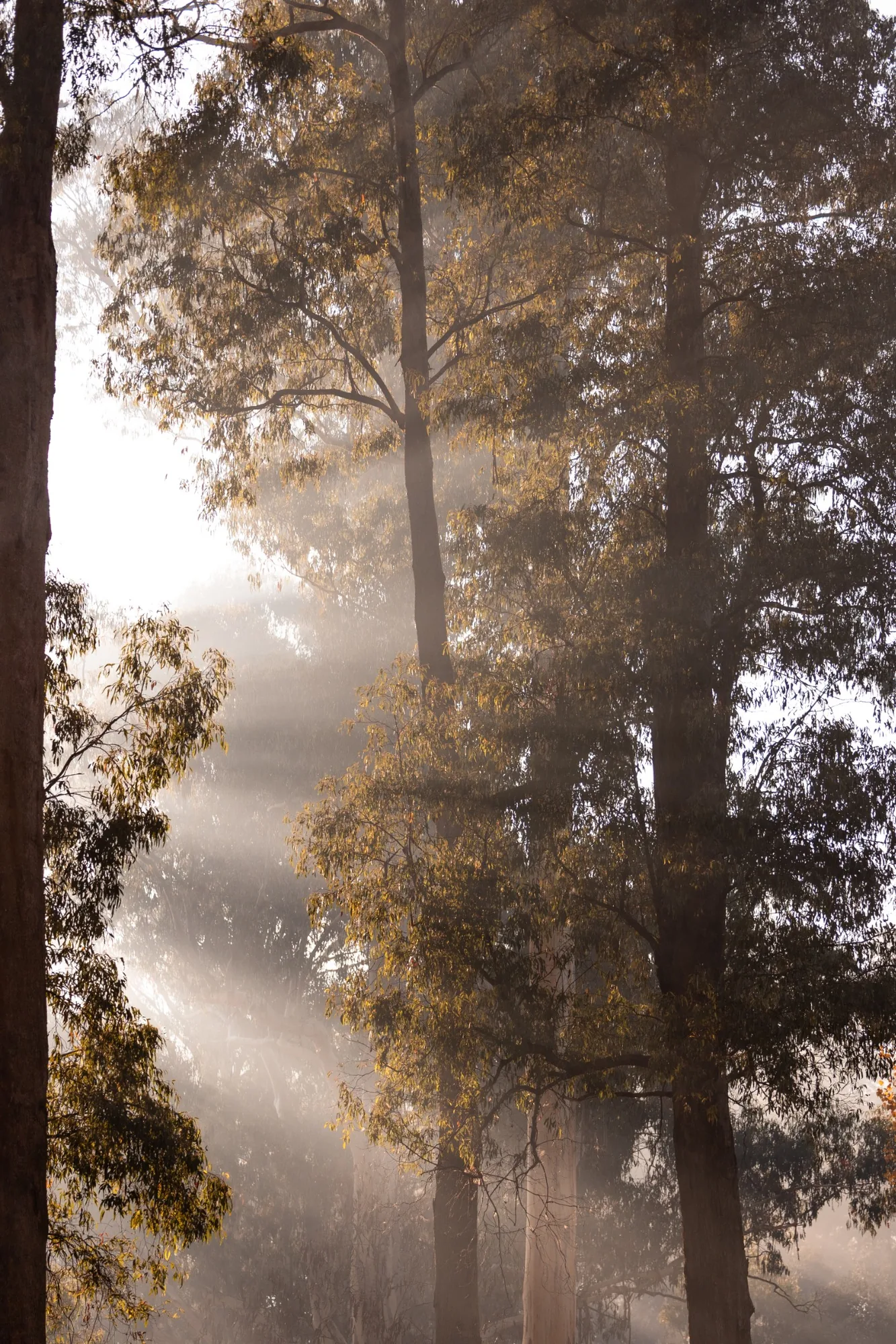 Quiet forest scenery in Marysville