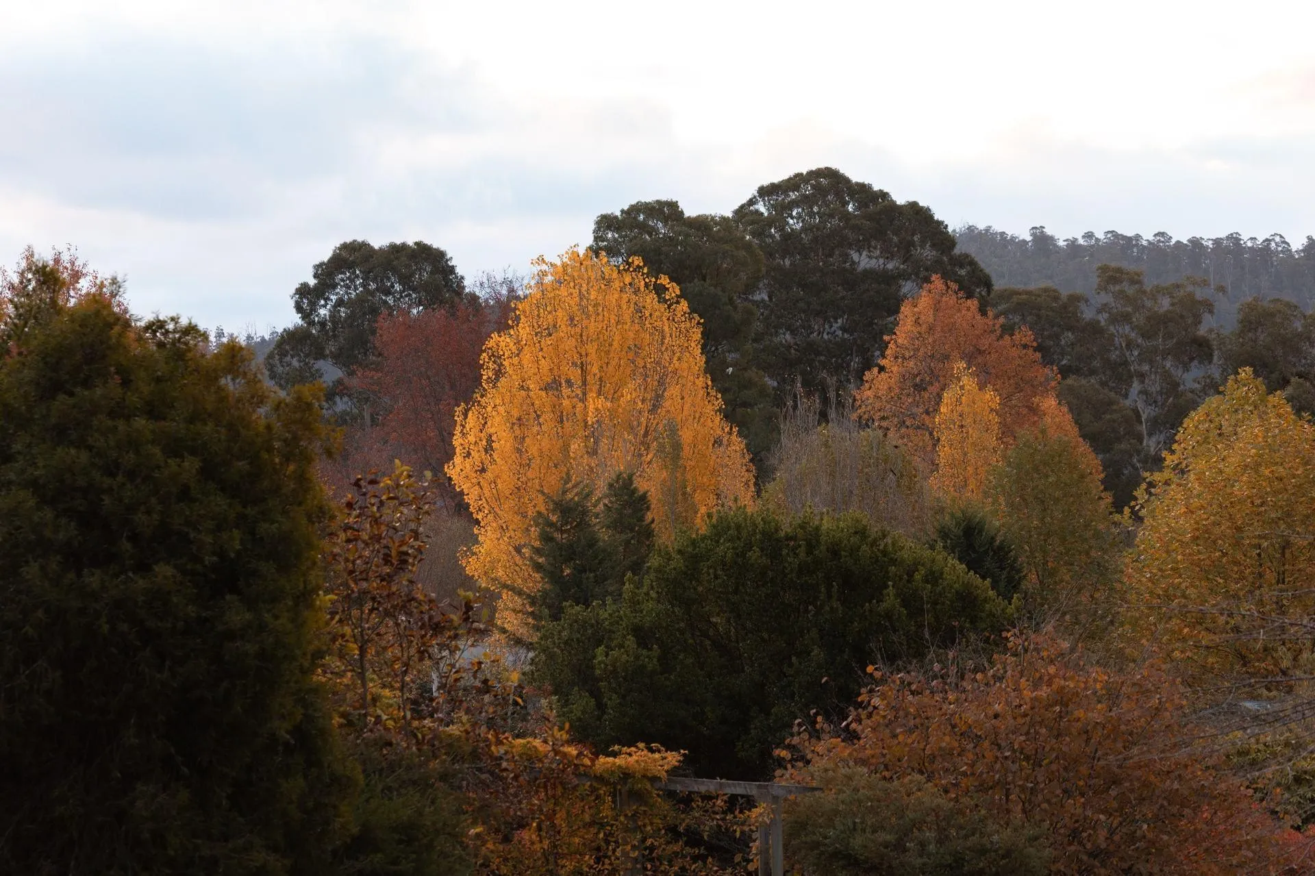 Scenic road and trees in Marysville