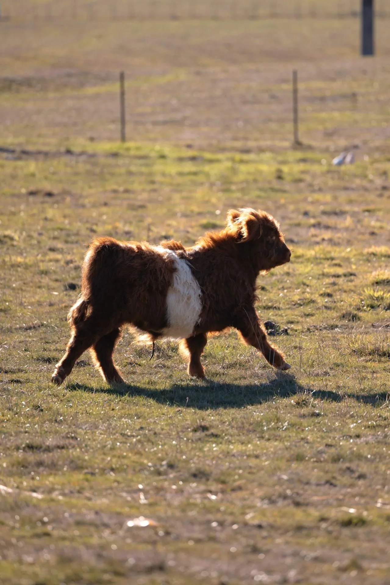 Dalrymples Guest Cottages