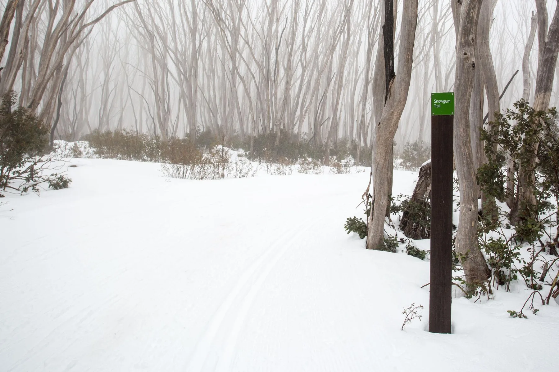 Cross-country skiing at Lake Mountain Alpine Resort