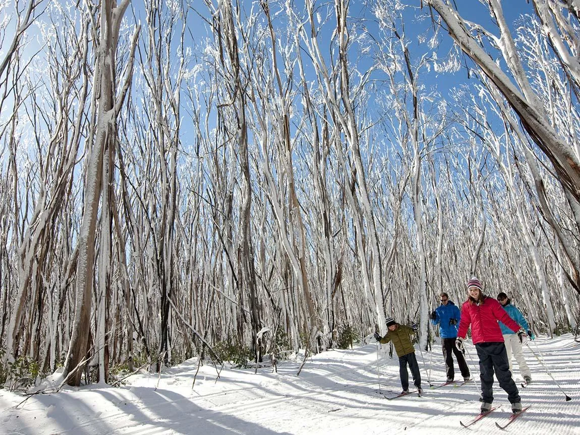 Snowgum Trail covered in snow at Lake Mountain