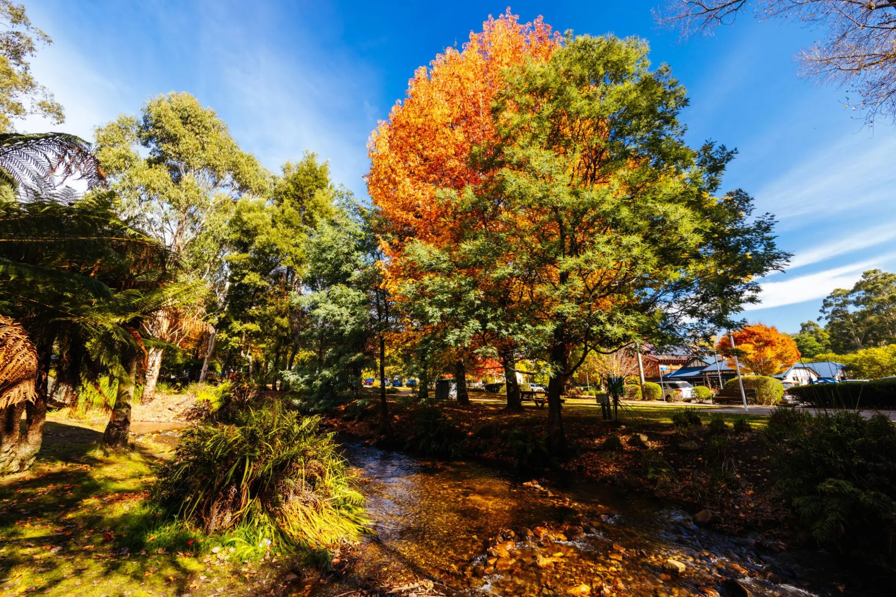 Poplar-lined road and autumn colour near Marysville Gardens