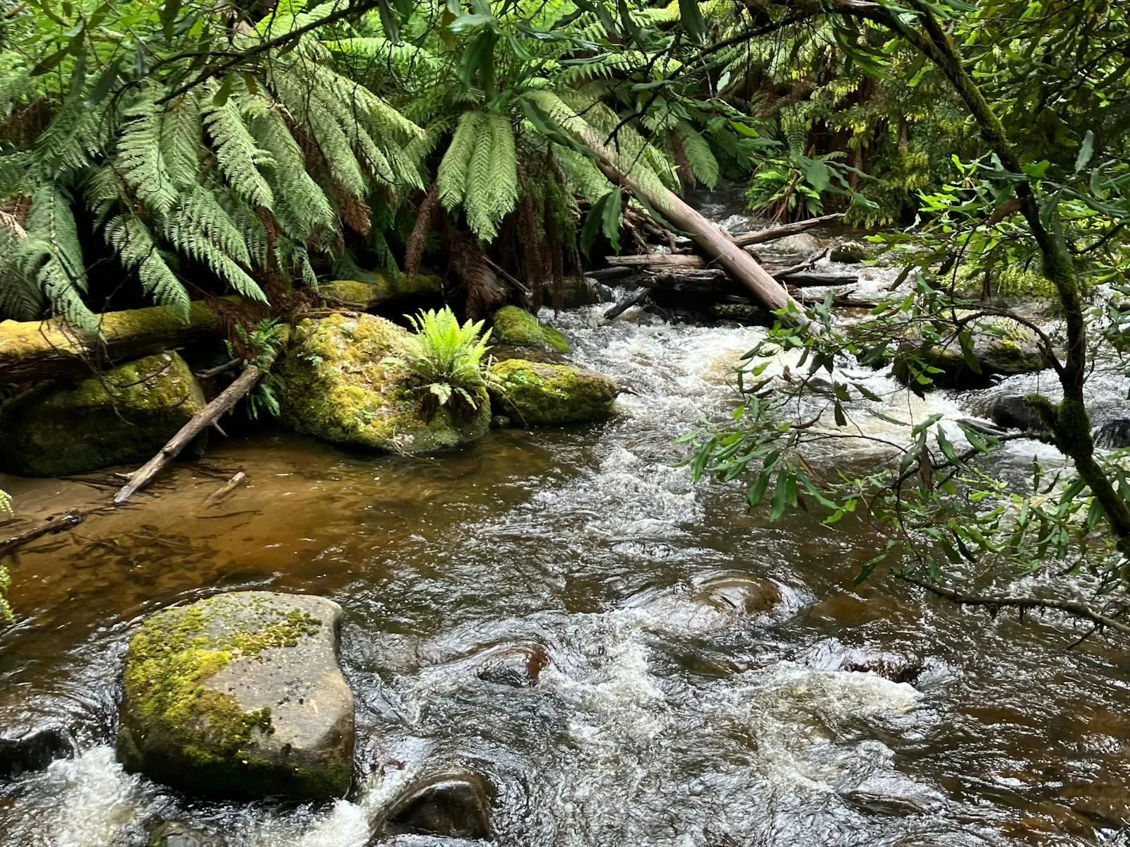 Tree ferns and water around Phantom Falls