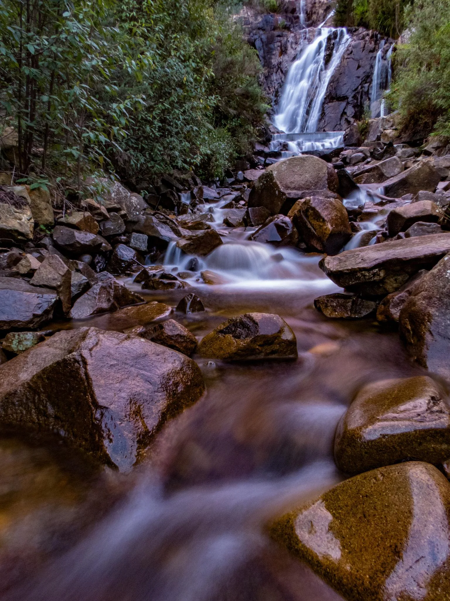 Daylight view of Steavenson Falls with rocks and ferns