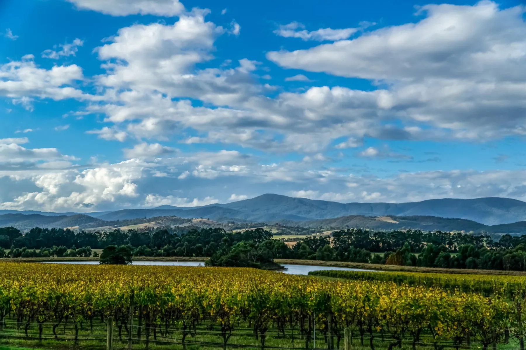 Rows of vineyard vines in the Yarra Valley