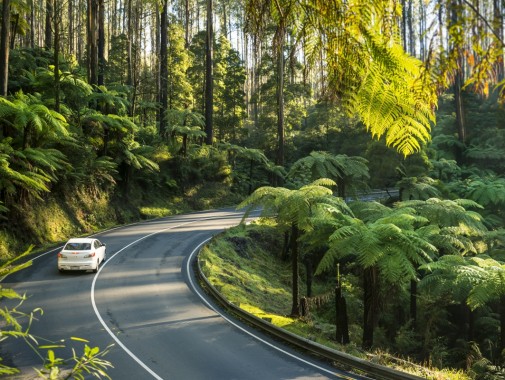 Black Spur - Marysville